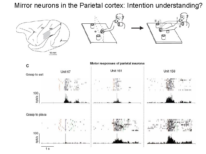 Mirror neurons in the Parietal cortex: Intention understanding? 