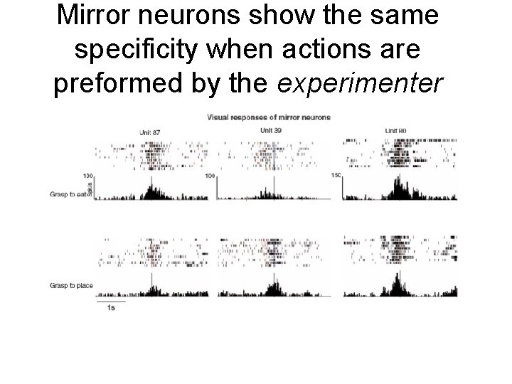 Mirror neurons show the same specificity when actions are preformed by the experimenter 
