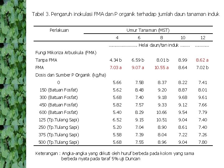 Tabel 3. Pengaruh inokulasi FMA dan P organik terhadap jumlah daun tanaman induk Perlakuan