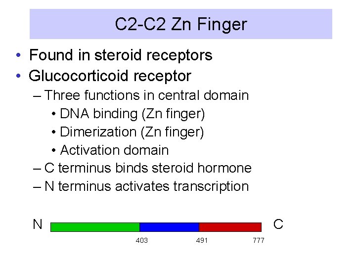 C 2 -C 2 Zn Finger • Found in steroid receptors • Glucocorticoid receptor