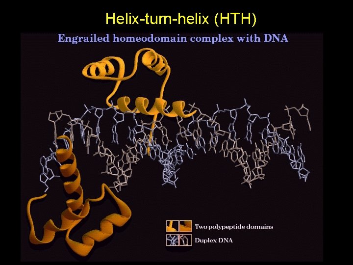 Helix-turn-helix (HTH) 