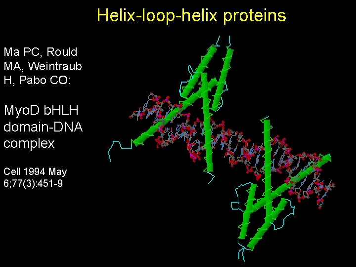 Helix-loop-helix proteins Ma PC, Rould MA, Weintraub H, Pabo CO: Myo. D b. HLH