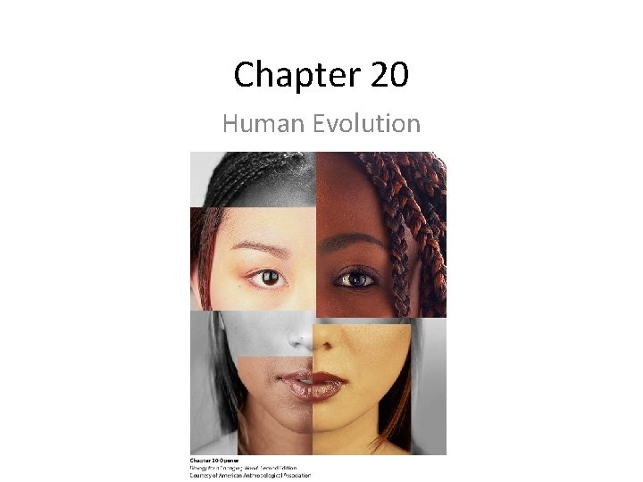 Chapter 20 Human Evolution 