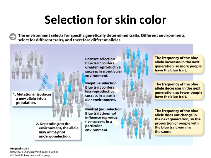 Selection for skin color 