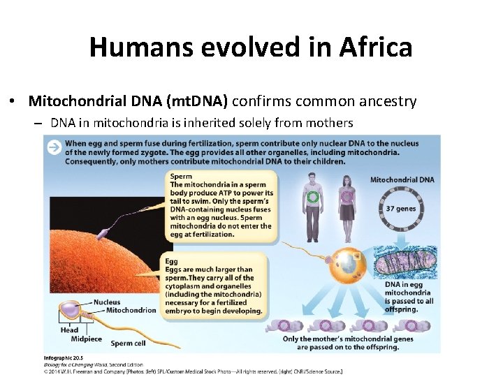 Humans evolved in Africa • Mitochondrial DNA (mt. DNA) confirms common ancestry – DNA