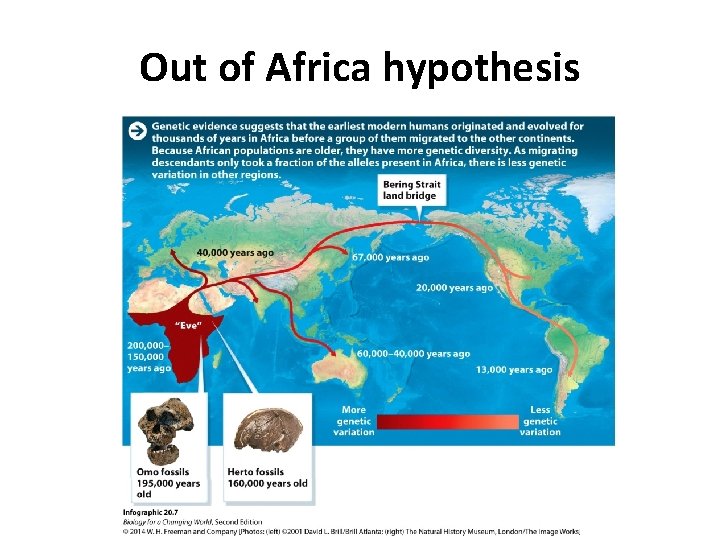 Out of Africa hypothesis 