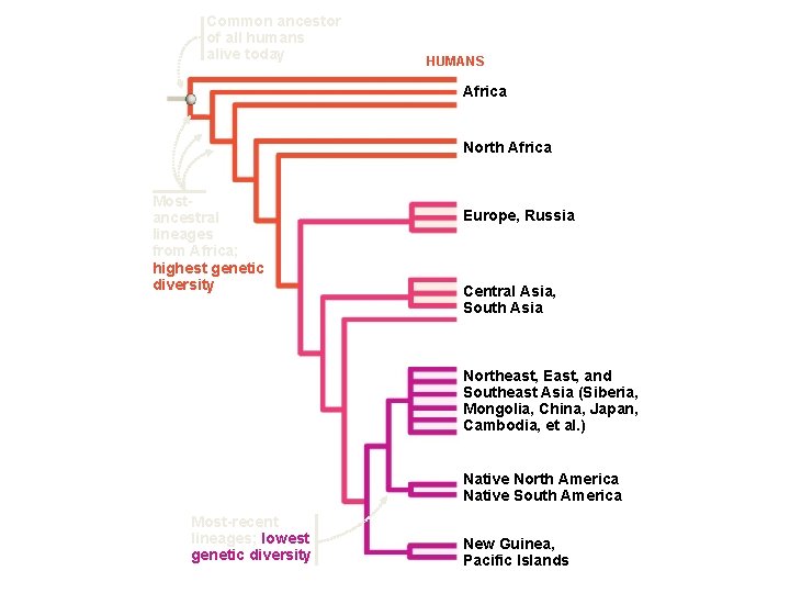 Common ancestor of all humans alive today HUMANS Africa North Africa Mostancestral lineages from