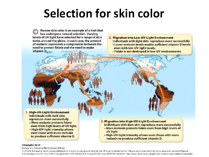 Selection for skin color 