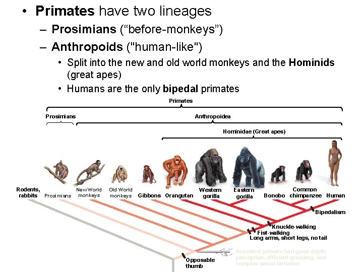  • Primates have two lineages – Prosimians (“before-monkeys”) – Anthropoids ("human-like") • Split