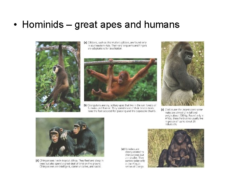  • Hominids – great apes and humans 