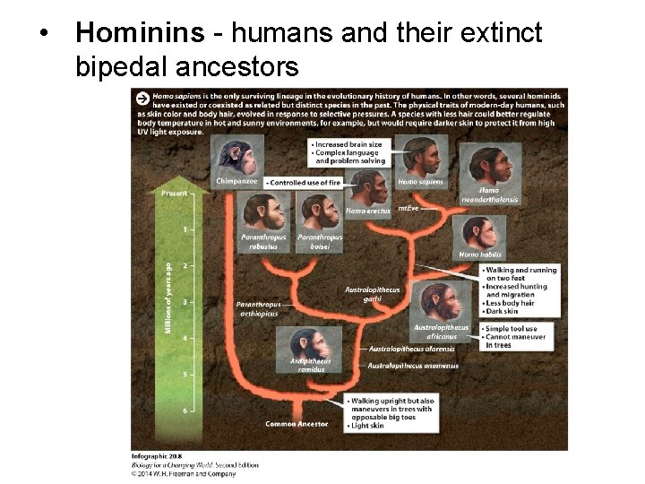 • Hominins - humans and their extinct bipedal ancestors 