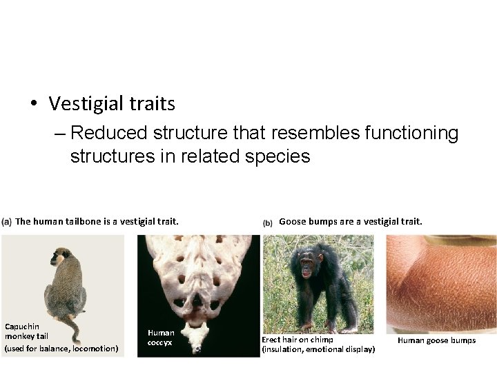  • Vestigial traits – Reduced structure that resembles functioning structures in related species