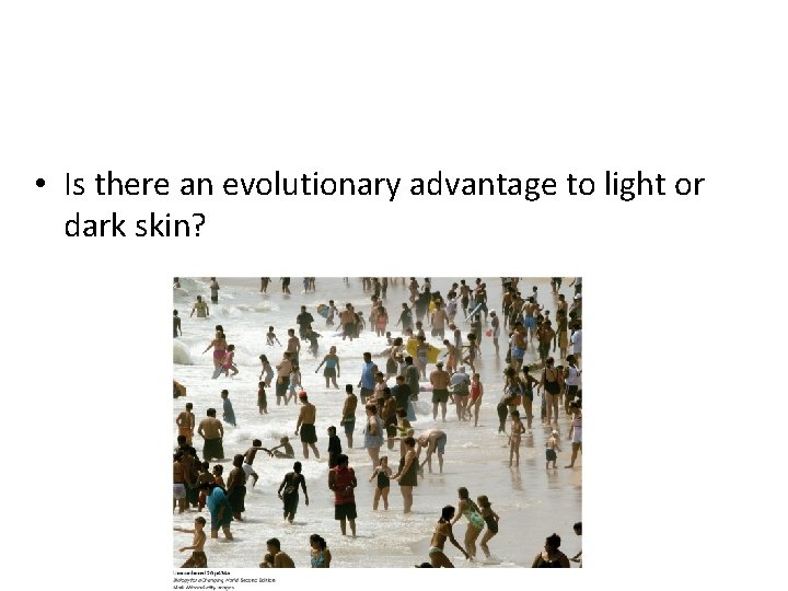  • Is there an evolutionary advantage to light or dark skin? 