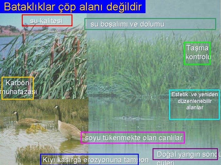 Bataklıklar çöp alanı değildir su kalitesi su boşalımı ve dolumu Taşma kontrolu Karbon muhafazası