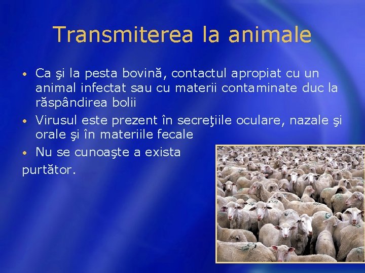 Transmiterea la animale Ca şi la pesta bovină, contactul apropiat cu un animal infectat