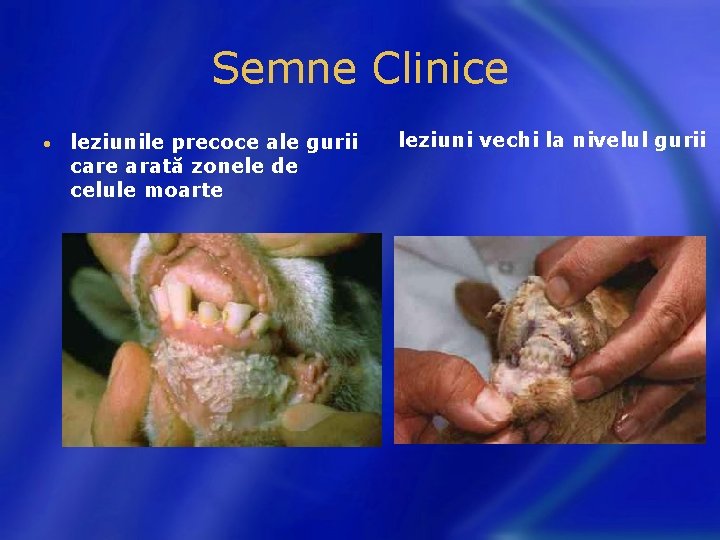 Semne Clinice • leziunile precoce ale gurii care arată zonele de celule moarte leziuni