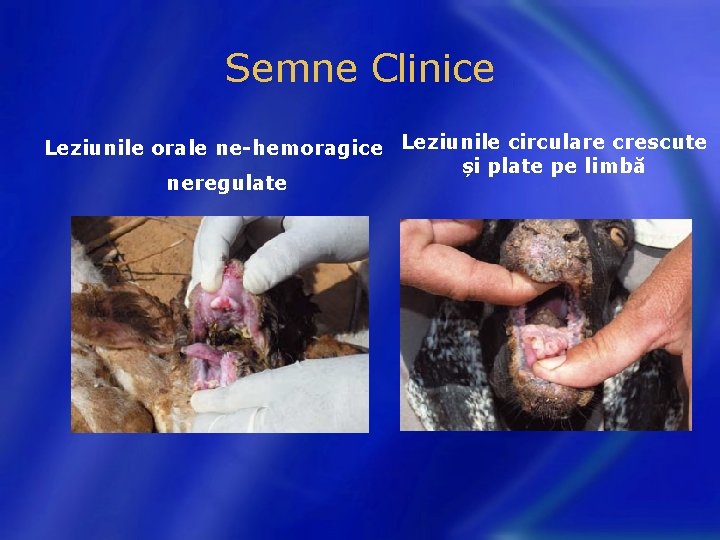 Semne Clinice Leziunile orale ne-hemoragice Leziunile circulare crescute și plate pe limbă neregulate 