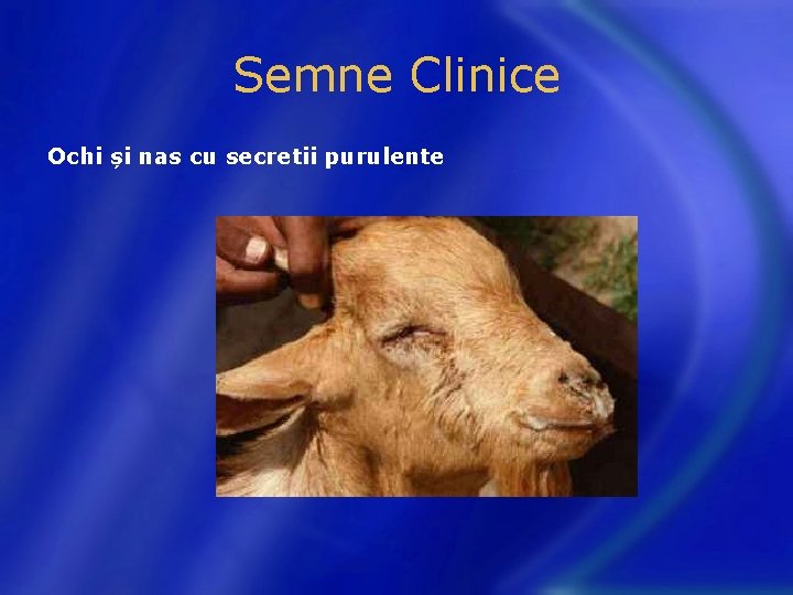 Semne Clinice Ochi și nas cu secretii purulente 