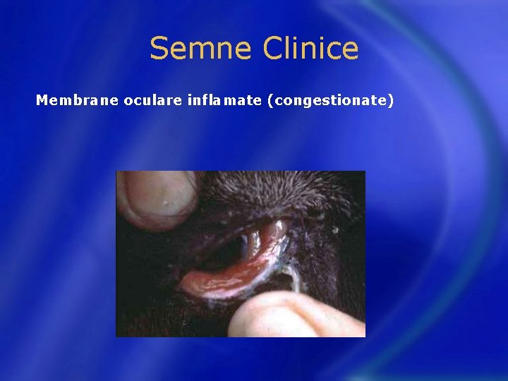 Semne Clinice Membrane oculare inflamate (congestionate) 