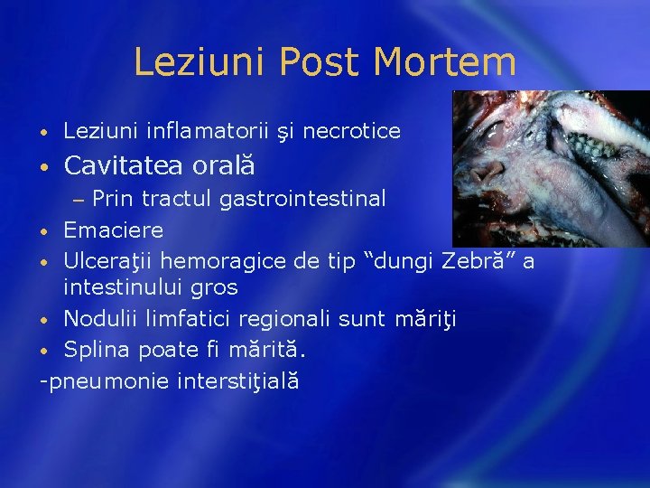 Leziuni Post Mortem • Leziuni inflamatorii şi necrotice • Cavitatea orală Prin tractul gastrointestinal