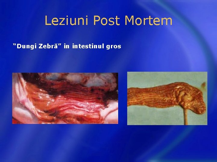 Leziuni Post Mortem “Dungi Zebră” in intestinul gros 