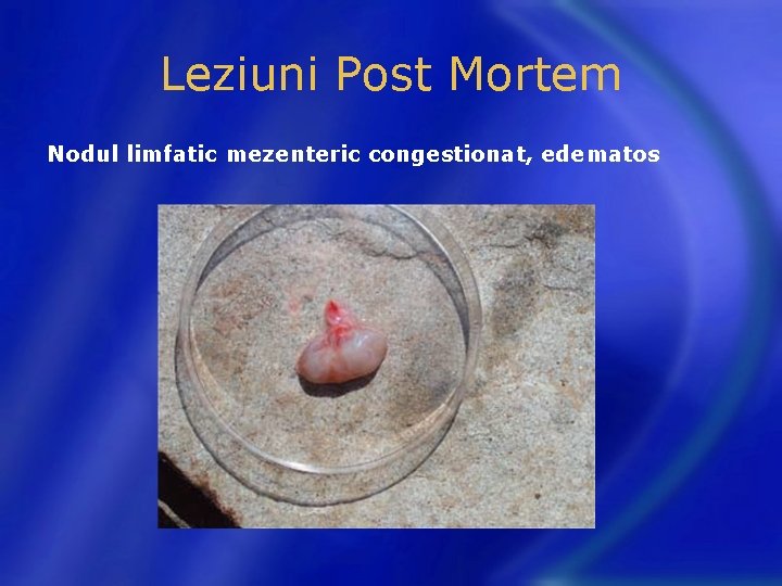 Leziuni Post Mortem Nodul limfatic mezenteric congestionat, edematos 