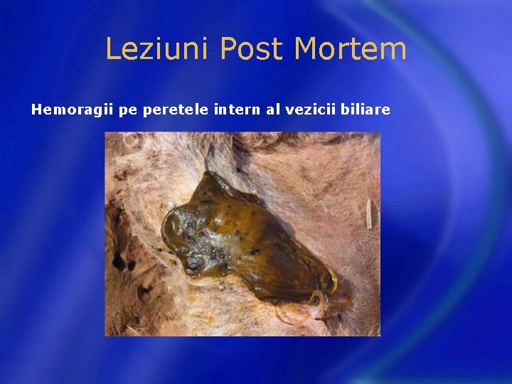 Leziuni Post Mortem Hemoragii pe peretele intern al vezicii biliare 