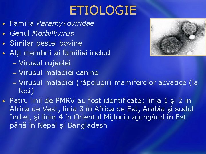 ETIOLOGIE • • • Familia Paramyxoviridae Genul Morbillivirus Similar pestei bovine Alţi membrii ai