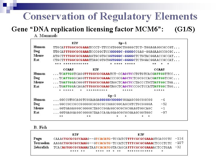 Conservation of Regulatory Elements Gene “DNA replication licensing factor MCM 6”: (G 1/S) 