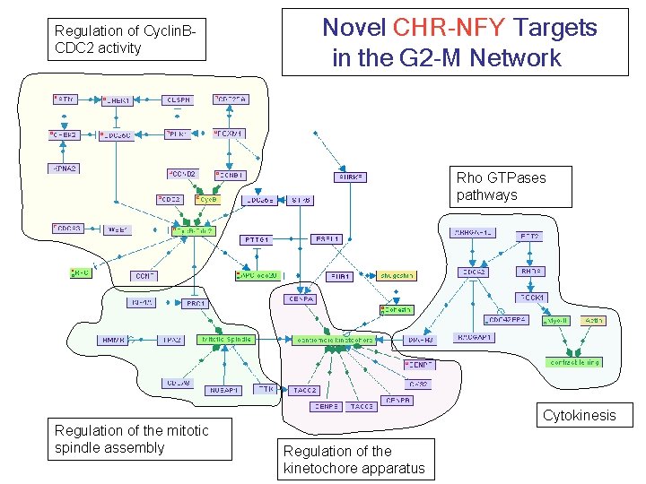 Regulation of Cyclin. BCDC 2 activity Novel CHR-NFY Targets in the G 2 -M