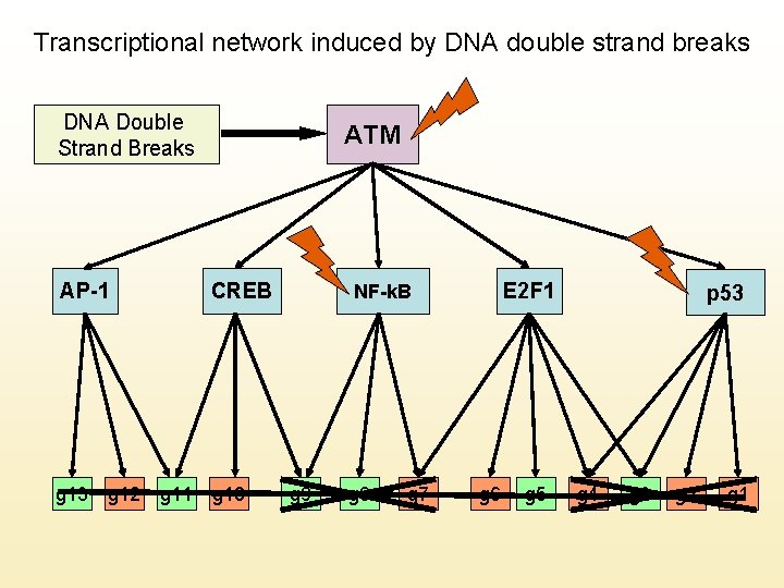 Transcriptional network induced by DNA double strand breaks DNA Double Strand Breaks AP-1 ATM