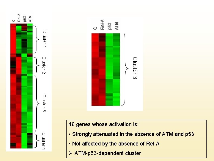 46 genes whose activation is: • Strongly attenuated in the absence of ATM and