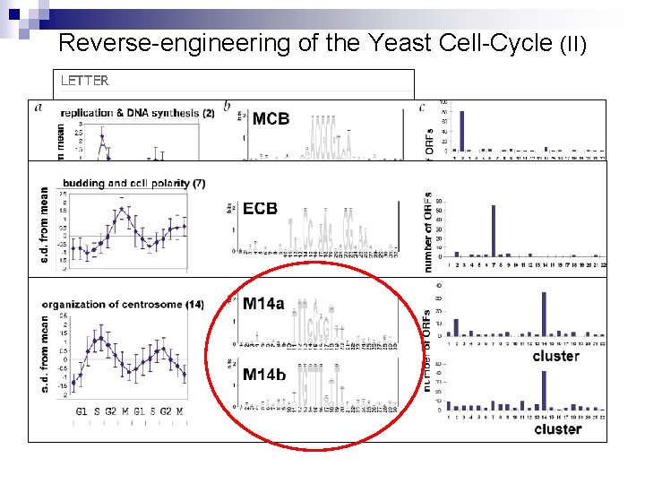 Reverse-engineering of the Yeast Cell-Cycle (II) 