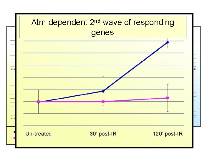 Major Gene Clusters 2–nd. Irradiated Lymph node Atm-dependent wave of responding genes 