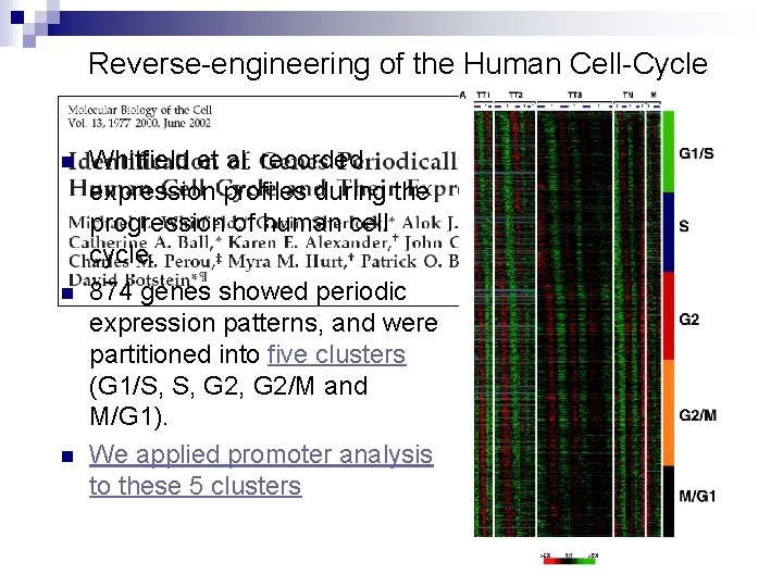 Reverse-engineering of the Human Cell-Cycle n n n Whitfield et al. recorded expression profiles