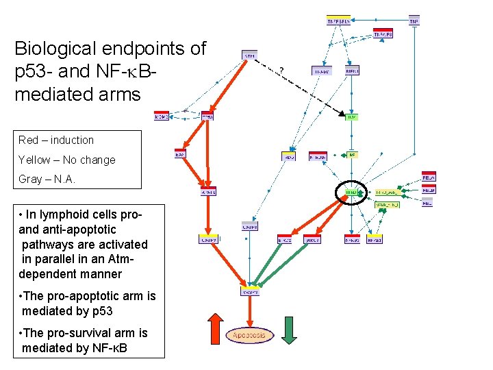 Biological endpoints of p 53 - and NF- Bmediated arms Red – induction Yellow