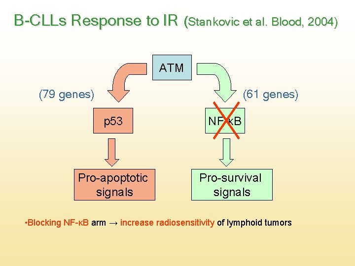 B-CLLs Response to IR (Stankovic et al. Blood, 2004) ATM (79 genes) (61 genes)