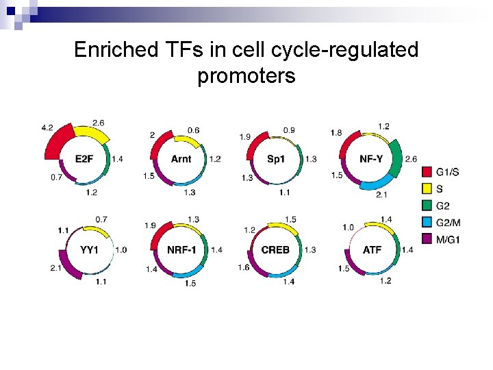 Enriched TFs in cell cycle-regulated promoters 