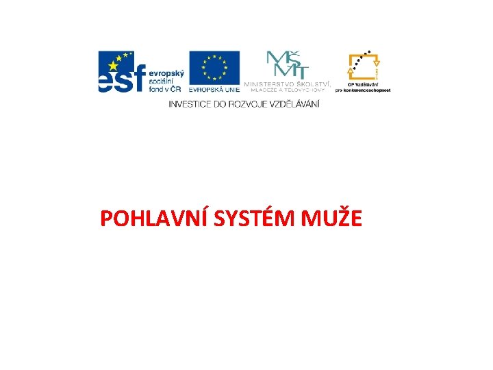 POHLAVNÍ SYSTÉM MUŽE 