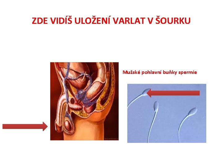 ZDE VIDÍŠ ULOŽENÍ VARLAT V ŠOURKU Mužské pohlavní buňky spermie 