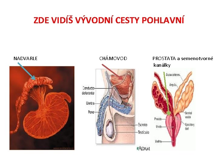 ZDE VIDÍŠ VÝVODNÍ CESTY POHLAVNÍ NADVARLE CHÁMOVOD PROSTATA a semenotvorné kanálky 