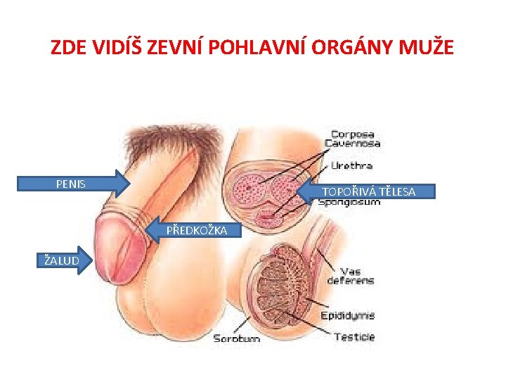 ZDE VIDÍŠ ZEVNÍ POHLAVNÍ ORGÁNY MUŽE PENIS TOPOŘIVÁ TĚLESA PŘEDKOŽKA ŽALUD 