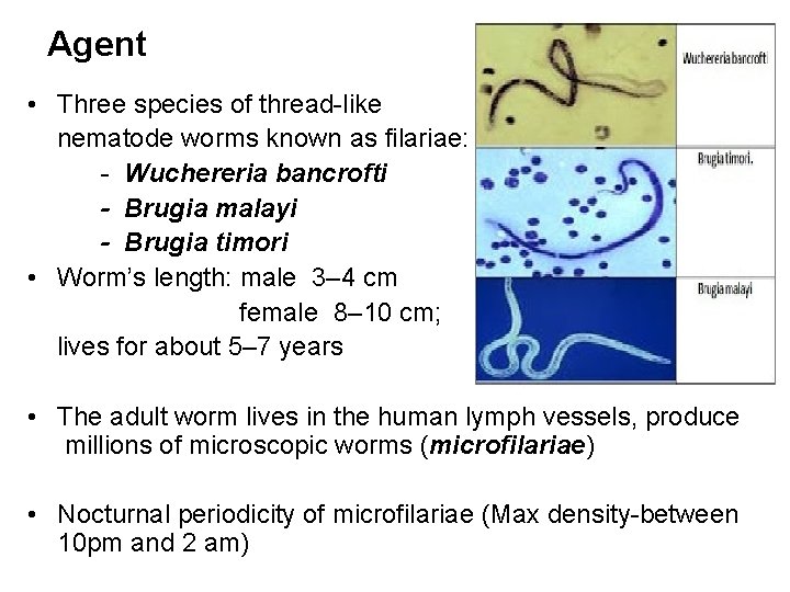 Agent • Three species of thread-like nematode worms known as filariae: - Wuchereria bancrofti
