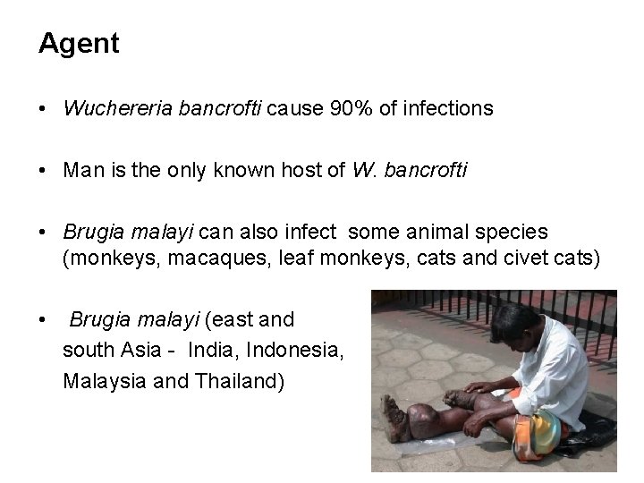 Agent • Wuchereria bancrofti cause 90% of infections • Man is the only known