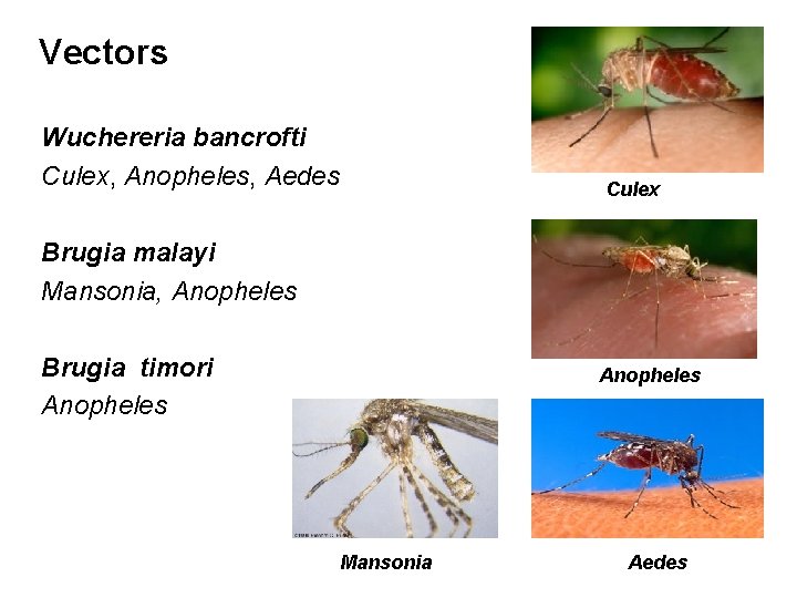  Vectors Wuchereria bancrofti Culex, Anopheles, Aedes Culex Brugia malayi Mansonia, Anopheles Brugia timori