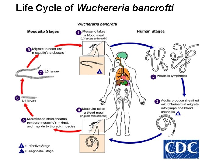  Life Cycle of Wuchereria bancrofti 