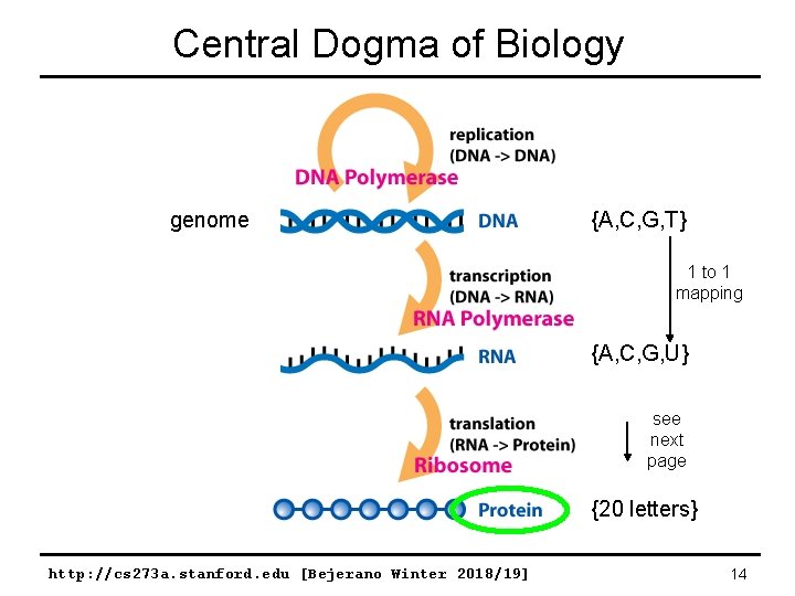 Central Dogma of Biology genome {A, C, G, T} 1 to 1 mapping {A,