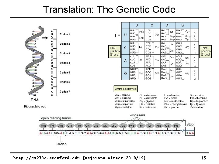 Translation: The Genetic Code T = http: //cs 273 a. stanford. edu [Bejerano Winter