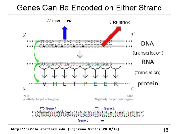 Genes Can Be Encoded on Either Strand Watson strand Crick strand http: //cs 273