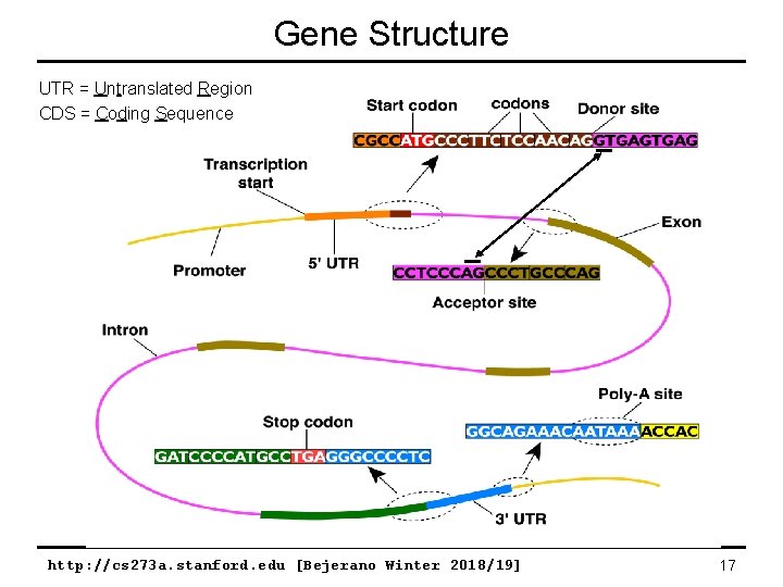 Gene Structure UTR = Untranslated Region CDS = Coding Sequence http: //cs 273 a.